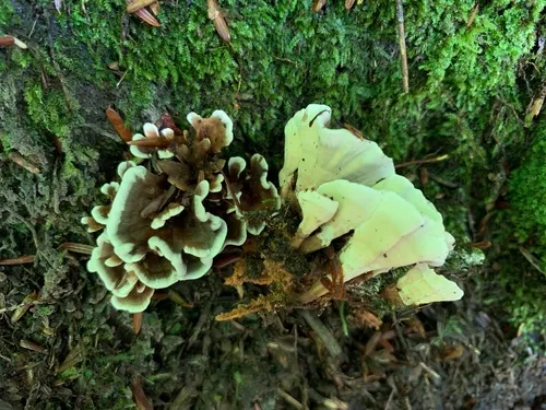 Stereopsis hiscens