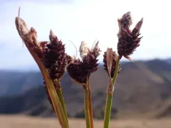 Payson's sedge thumbnail 2