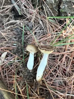 Russula abietina thumbnail 1