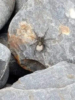 Groenland Wolf Spider thumbnail 2