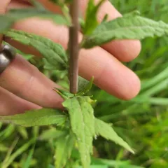 False Boneset thumbnail 2