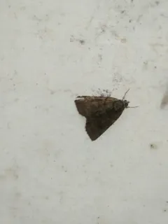 Alabama Underwing thumbnail 1