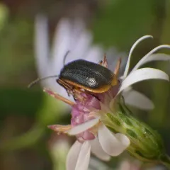 Waterlily Leaf Beetle thumbnail 2