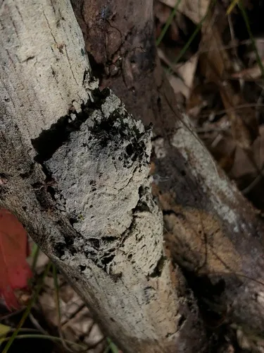 Botryobasidium laeve
