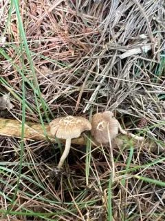 Inocybe minima thumbnail 4