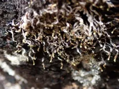 Braided Frostwort thumbnail 1