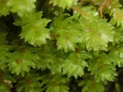 Large Hair Moss thumbnail 3