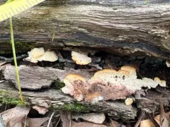 Antrodiella semisupina thumbnail 3