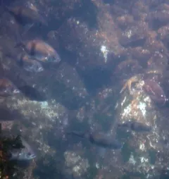 Pile Surfperch thumbnail 3