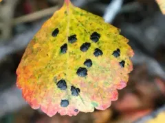 Birch Tarspot thumbnail 2