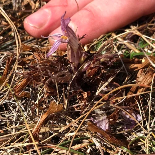 California Broomrape