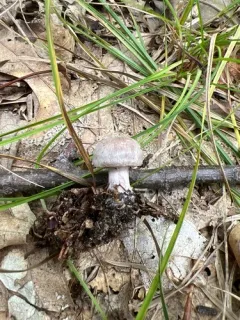 Cortinarius subtabularis thumbnail 4