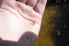 Circumpolar Fairy Shrimp thumbnail 2