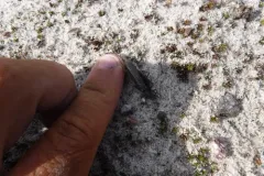 Lapland Springfly thumbnail 1