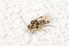 Hyalopsocus floridanus thumbnail 1