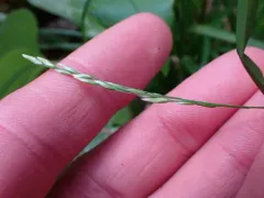 Weak Bluegrass thumbnail 3