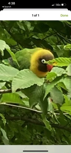 Yellow-collared Lovebird
