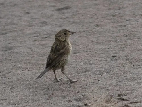 Seaside Sparrow