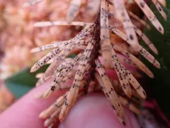 Lophodermium piceae thumbnail 2