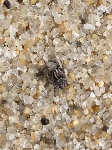 Habronattus agilis