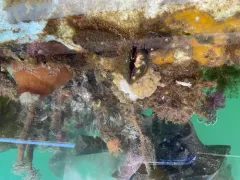 Eurylepta leoparda thumbnail 1