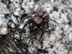 Lapland Jumping Spider thumbnail 1