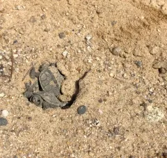 Diamondback Terrapin thumbnail 2