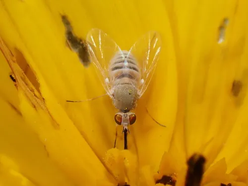 Tmemophlebia vockerothi