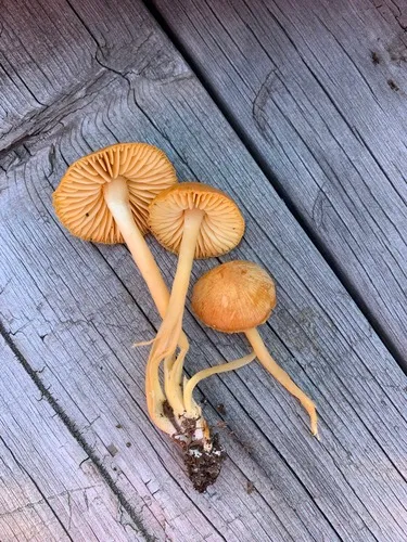 Humidicutis auratocephala