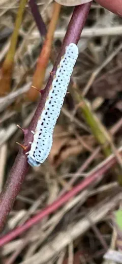 Taxonus pallidicornis thumbnail 3