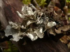 Lobaria silvae-veteris thumbnail 3