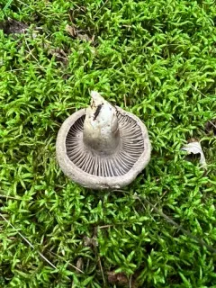 Pseudotricholoma umbrosum thumbnail 3