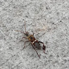 Western Leaf-footed Bug thumbnail 4