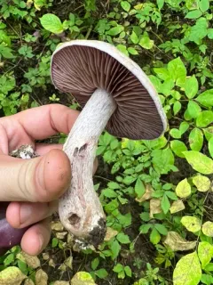 Cortinarius lucorum thumbnail 2