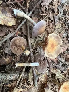 Cortinarius anocorium thumbnail 2
