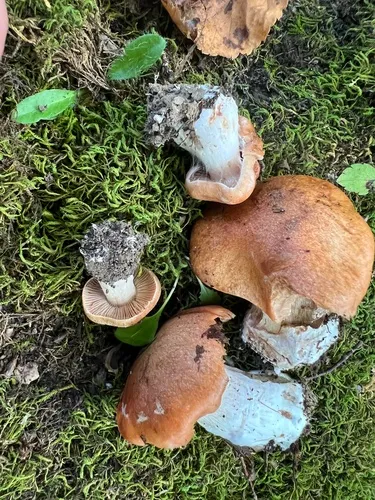 Cortinarius squalidus