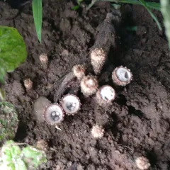 fluted bird's nest fungus thumbnail 2