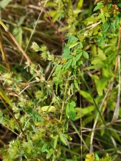 Dahurian lespedeza thumbnail 3