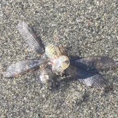 Sand Piranha thumbnail 3