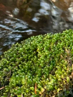 Fissidens ventricosus thumbnail 4