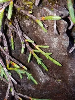 Club-moss mountain heather thumbnail 3