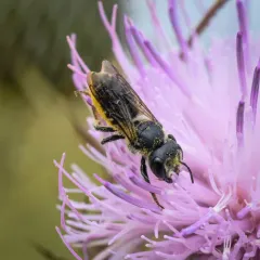 Silver-tailed Petalcutter thumbnail 4