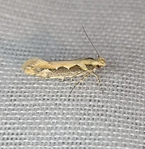 Ornativalva erubescens
