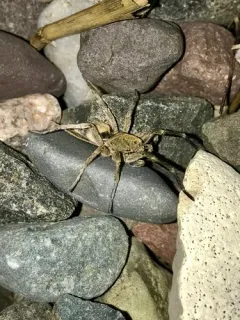 Black-bellied Burrowing Wolf Spider thumbnail 1
