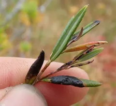 Rhytisma andromedae thumbnail 2
