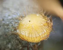 Cheilymenia stercorea thumbnail 4