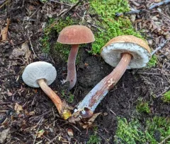 Graceful Bolete thumbnail 4