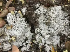 Arctic Wart Lichen thumbnail 2