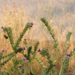 common alkanet thumbnail 2