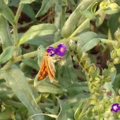 Woodland Skipper thumbnail 3